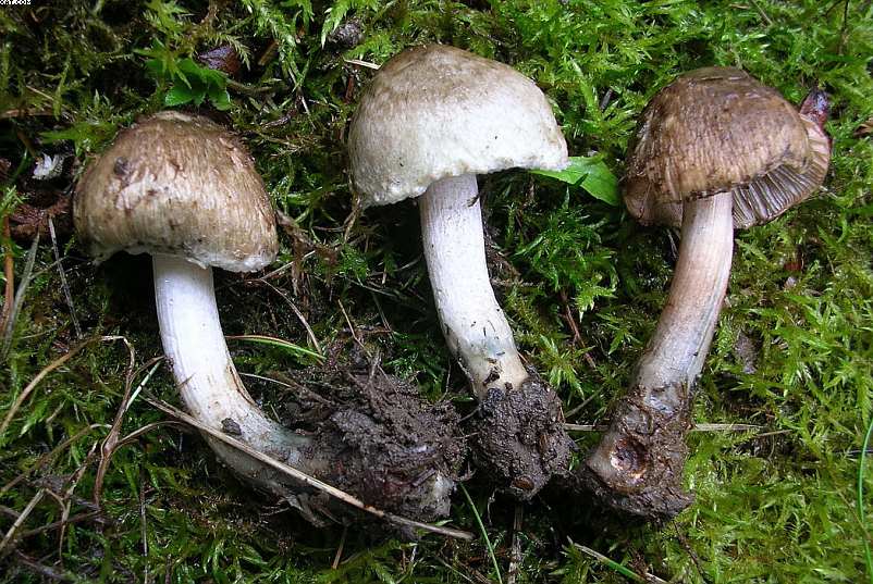 Inocybe haemacta (    Berk. & Cooke)    Sacc.